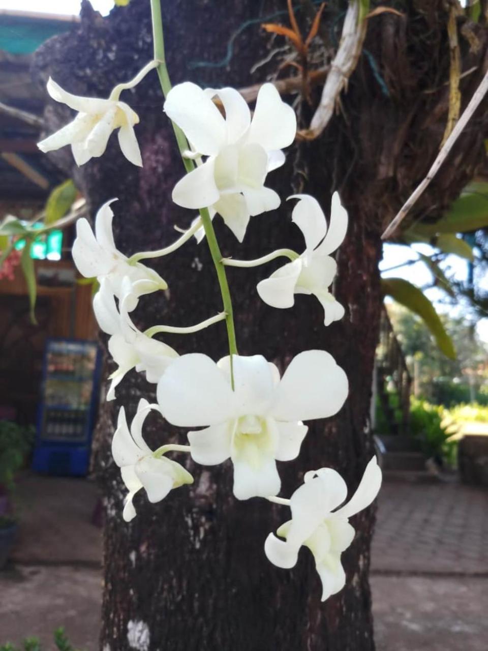 Xuanmai Garden Resort Pakse Ngoại thất bức ảnh