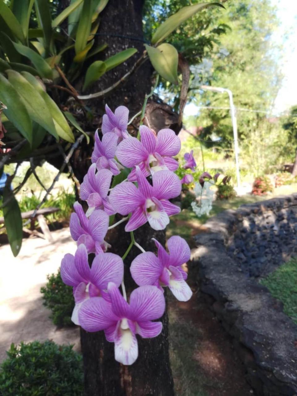 Xuanmai Garden Resort Pakse Ngoại thất bức ảnh